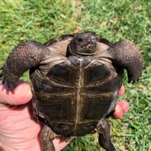 Aldabra tortoises for sale