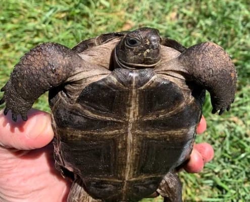 Aldabra tortoises for sale