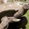 aldabra tortoises for sale