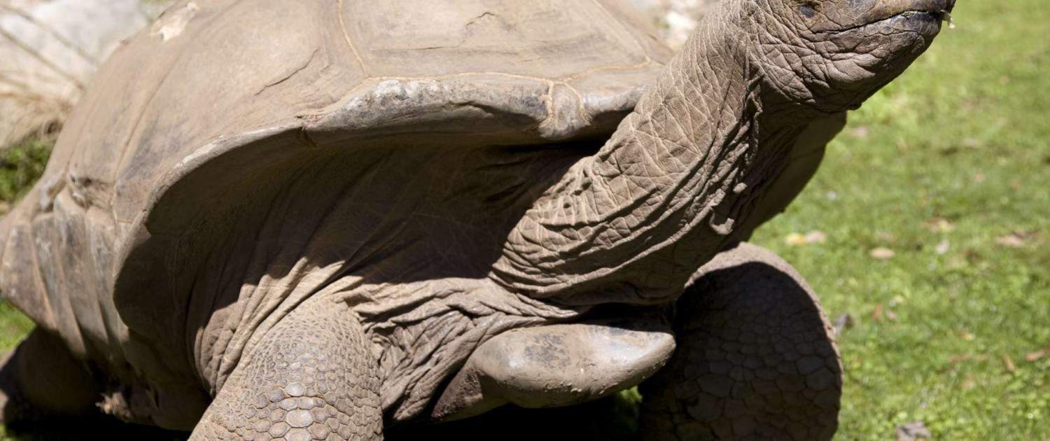 aldabra tortoises for sale