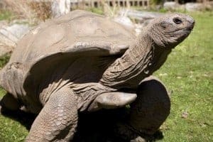 tortoise for sale