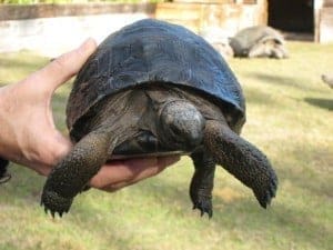 aldabra tortoise for sale