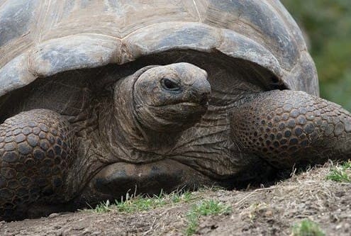 aldabra tortoise breeder