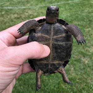 baby Aldabra tortoise