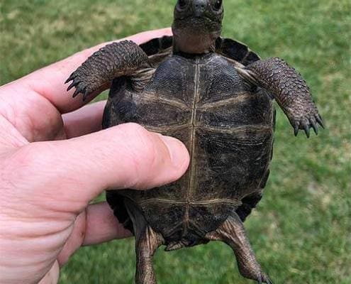 baby Aldabra tortoise