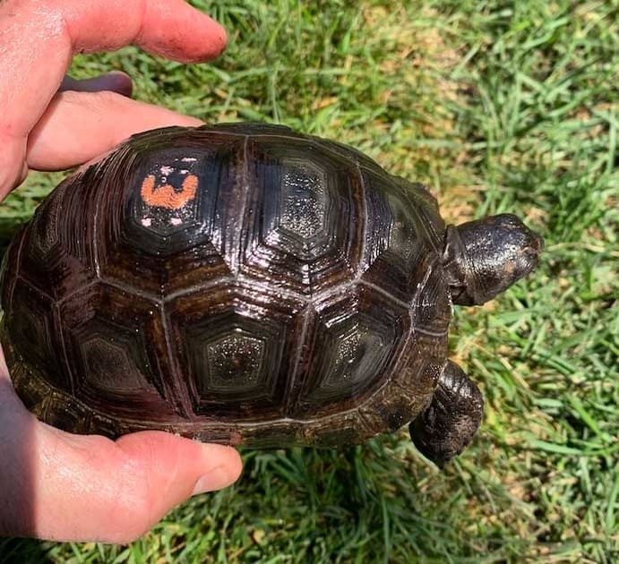 baby Aldabra tortoise