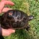 baby Aldabra tortoise