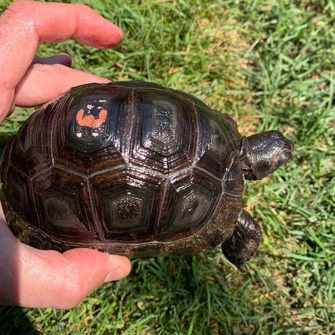 Aldabra Giant Tortoise Baby