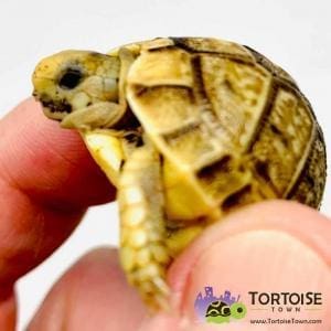 baby Egyptian tortoise for sale