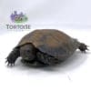 baby Burmese mountain tortoise