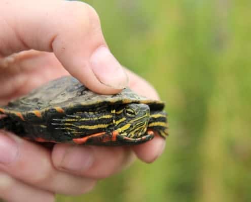 baby eastern painted turtle for sale