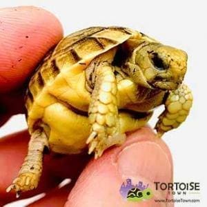 baby tortoise