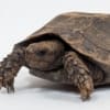 Burmese black mountain tortoise