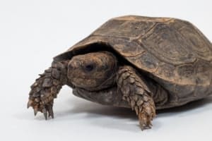 Burmese black mountain tortoise