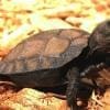 Burmese black tortoise for sale