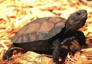 Burmese black tortoise for sale