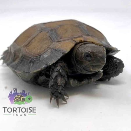 Burmese mountain tortoise for sale