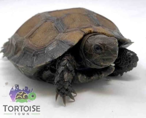 Burmese mountain tortoise for sale