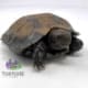 Burmese mountain tortoise for sale