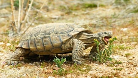 desert tortoise