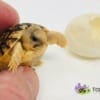 Egyptian tortoises for sale