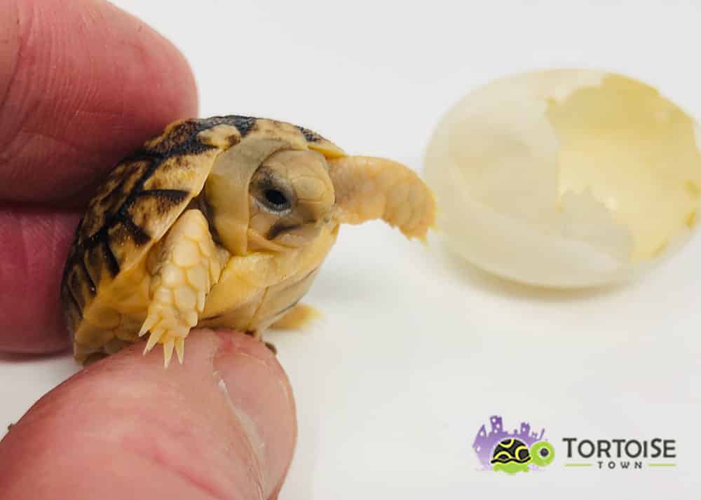 Egyptian tortoises for sale