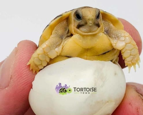 Egyptian tortoise for sale