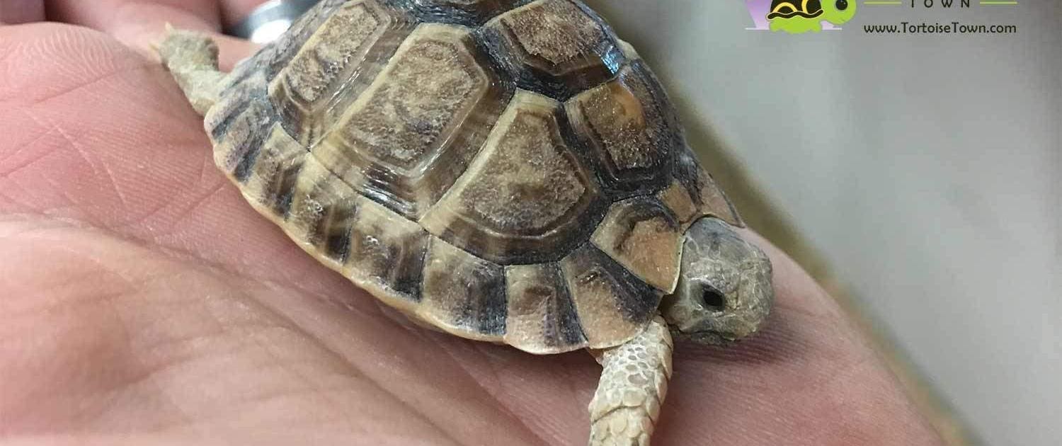 egyptian tortoise for sale