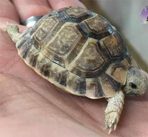 egyptian tortoise for sale