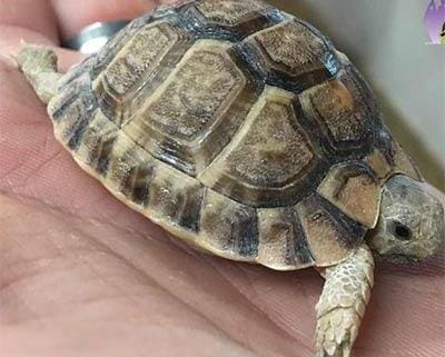 egyptian tortoise for sale