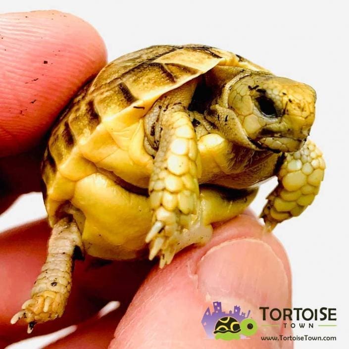Egyptian tortoise for sale Kleinmann's tortoises for sale near me