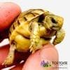 Egyptian tortoise for sale