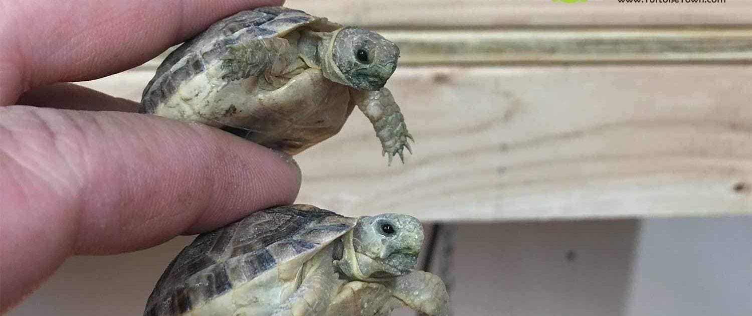 Egyptian tortoises for sale