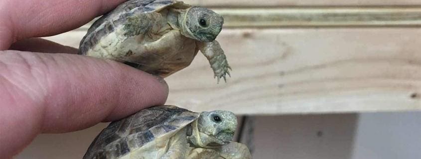 Egyptian tortoises for sale