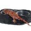 Magnetic Gecko Food & Water Dish