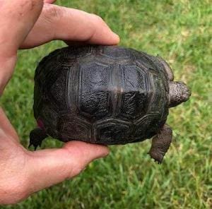 giant Aldabra tortoise