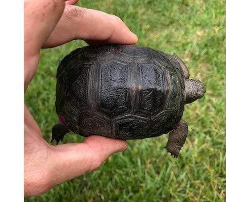 giant Aldabra tortoises for sale