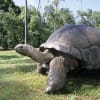 aldabra tortoise