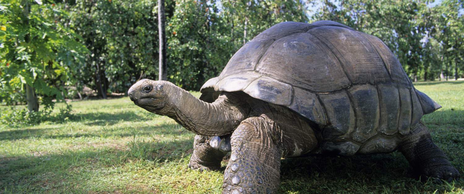 Full Grown Aldabra Tortoise Madagascar Giant Tortoises Have Returned