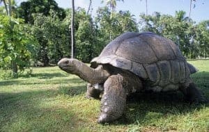 aldabra tortoise