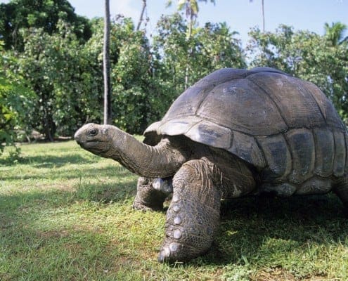 aldabra tortoise