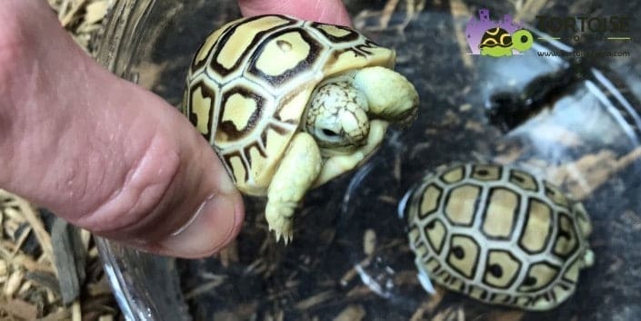 ivory leopard tortoise