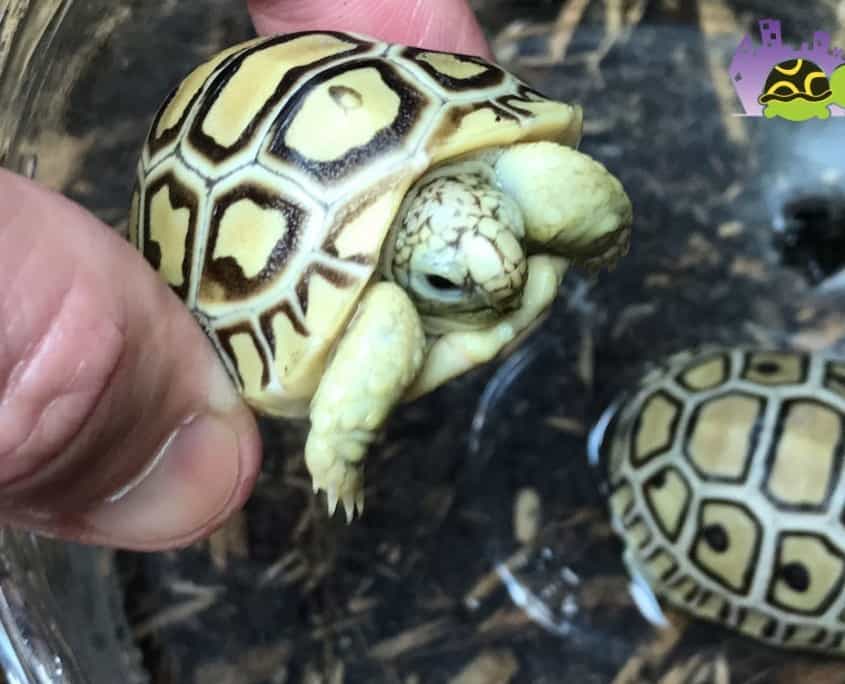 ivory leopard tortoise