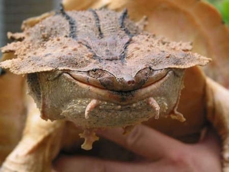 mata mata turtles for sale