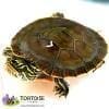 painted turtles for sale