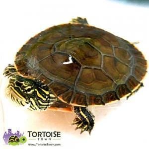 painted turtles for sale