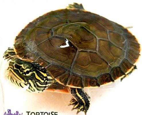 painted turtles for sale