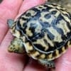 pancake tortoise