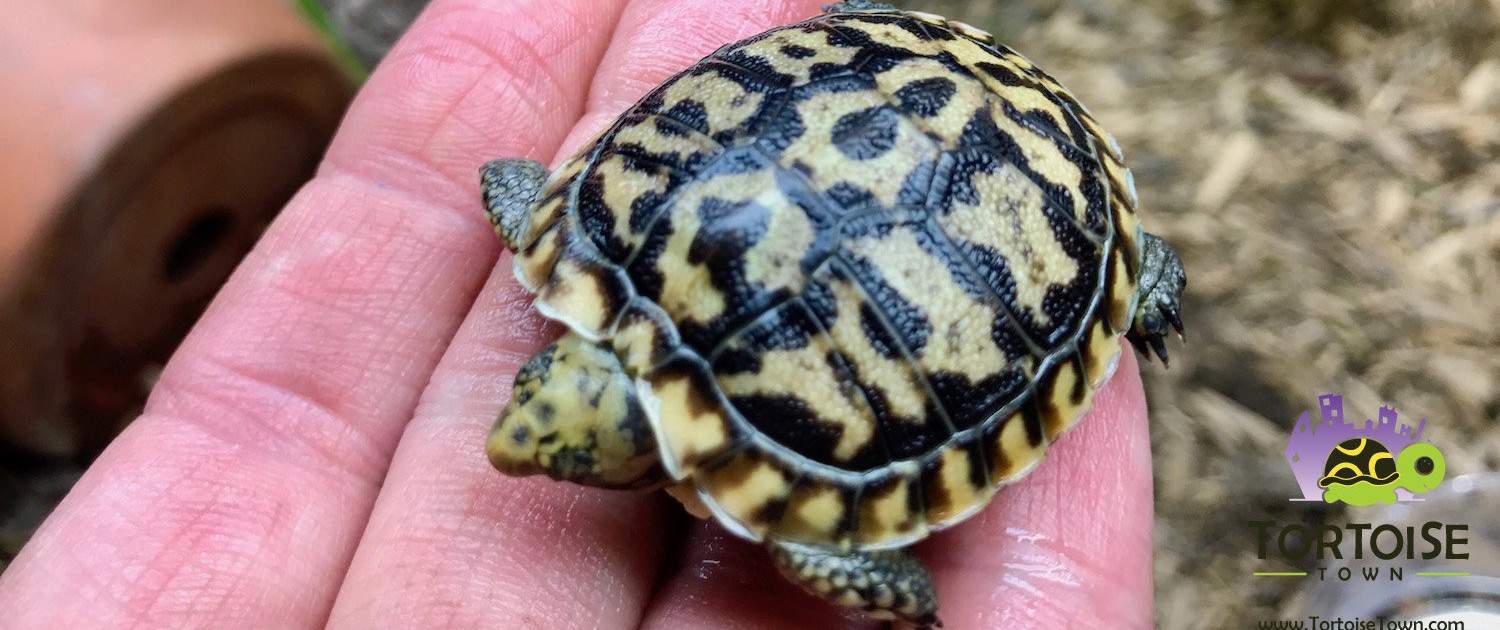 pancake tortoise