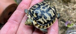 pancake tortoise